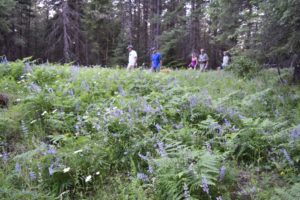 Walking in the wildflowers at Pine Street Woods near Sandpoint, Idaho