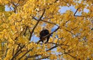 Eagle in birch tree, northern Idaho