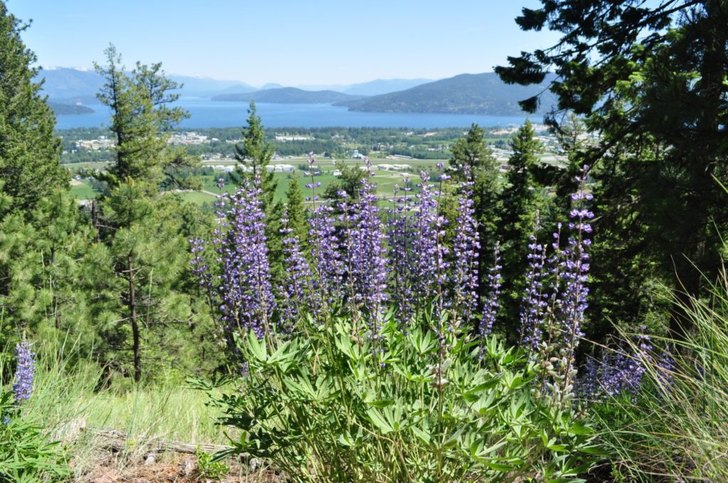 Lupine and view on the Mickinnick Trail in Sandpoint