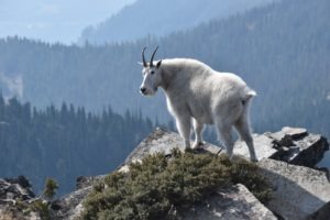 Mountain goat on Scotchman Peak near Sandpoint, Idah