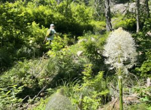 Mickinnick Trail wildflowers in Sandpoint, Idaho