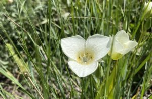 Mickinnick Trail wildflowers in Sandpoint, Idaho