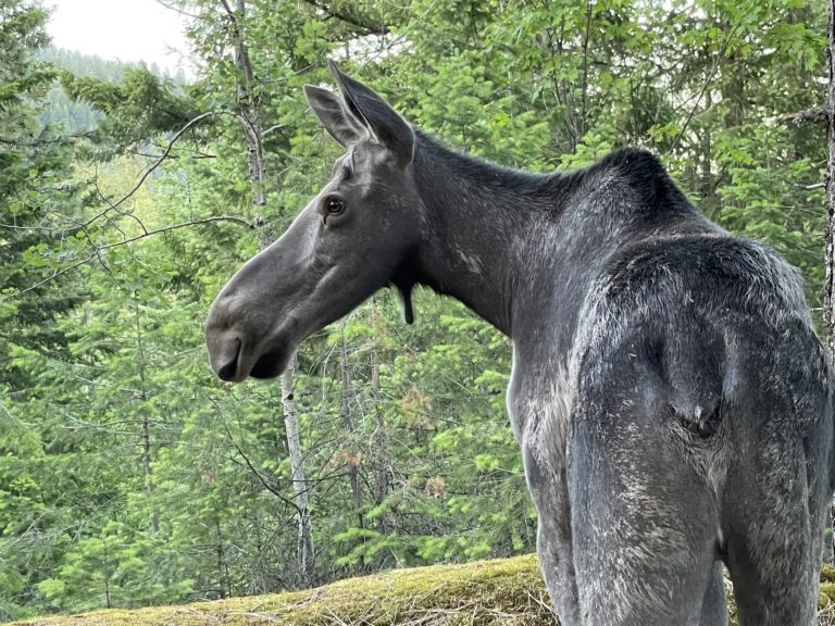 Moose in northern Idaho.