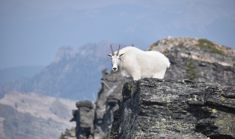 Scotchman Peak trail