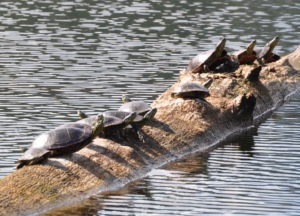 Turtles at Kootenai National Wildlife Refuge