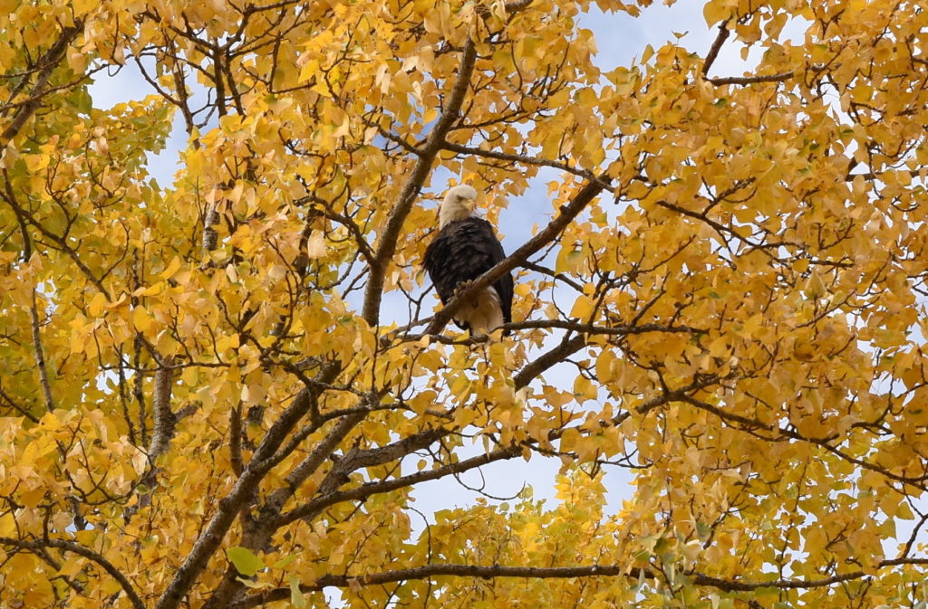 Eagle perches in the autumn colors of the Pend d'Oreille Bay Trail