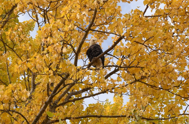 Eagle perches in the autumn colors of the Pend d'Oreille Bay Trail