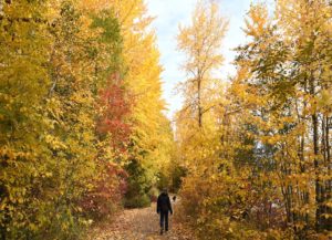 Walk among the autumn leaves on the Pend d'Oreille Bay Trail